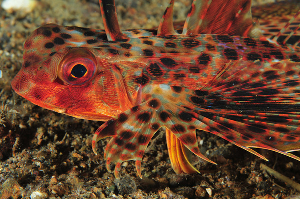 flying gurnard