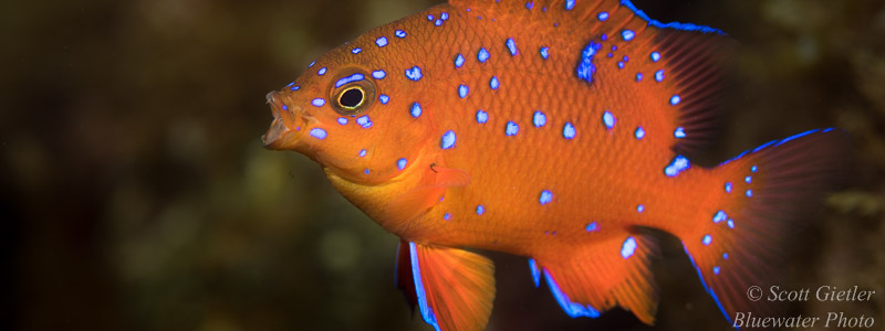 garibaldi-crop-800