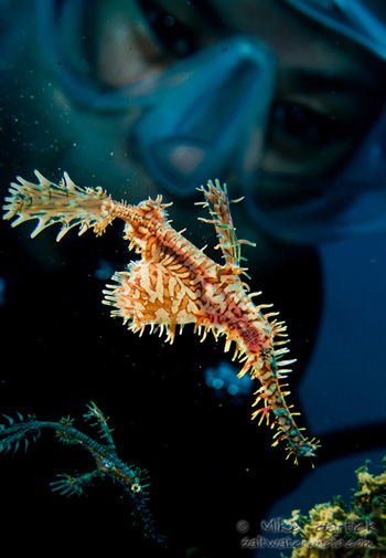 Ghost_pipefish_with_model
