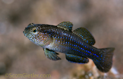 goby