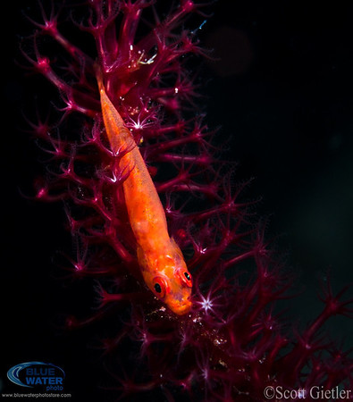 raja ampat underwate photos indo-siren