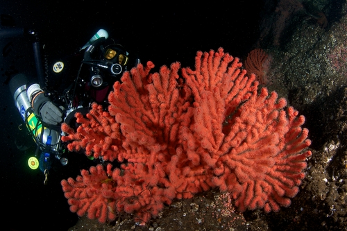 pacific northwest diving