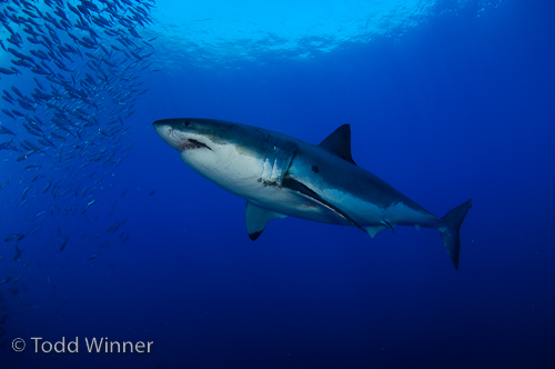 great_white_shark