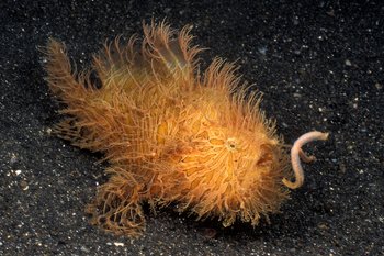 Dive Adventure: Dive Damai hairy-frogfish_lure