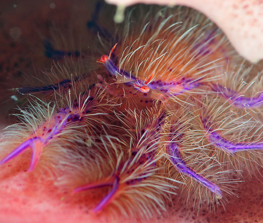 good detail in an undewater macro photo