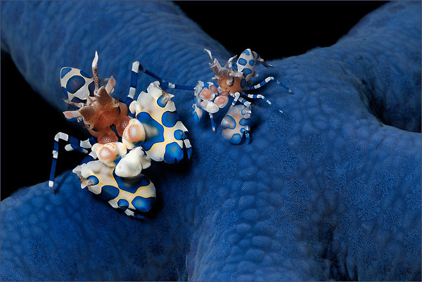 harlequin shrimp