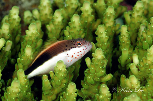 Hawkfish