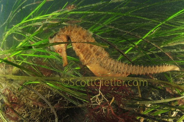Pacific seahorse, Hippocampus ingens