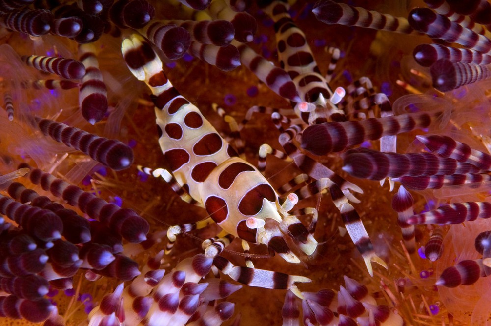 underwater photo with great image sharpness