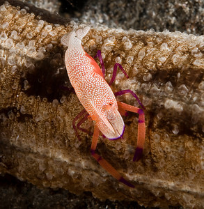 Imperial shrimp