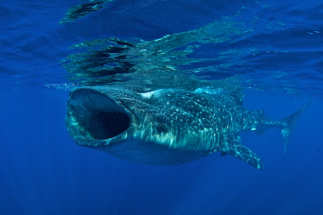 isla-mujeres-2