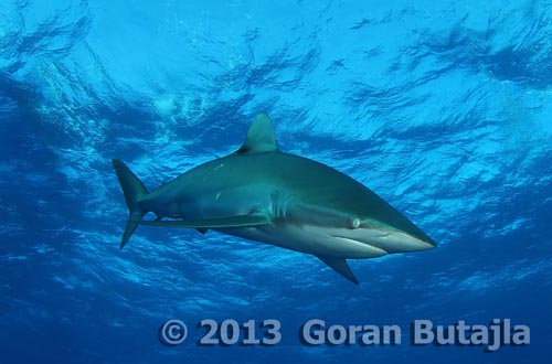 Jardines de la Reina Shark
