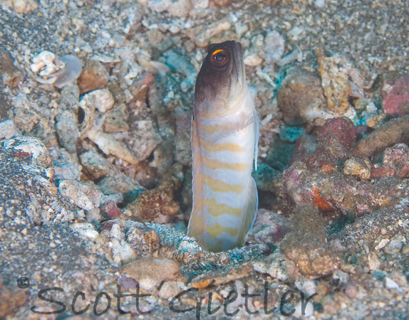 Jawfish