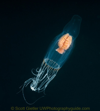jellyfish underwater