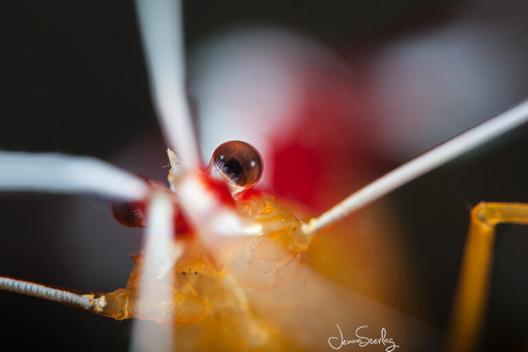 Preparing Photos For Print Jenna_Szerlag_Cleaner_Shrimp