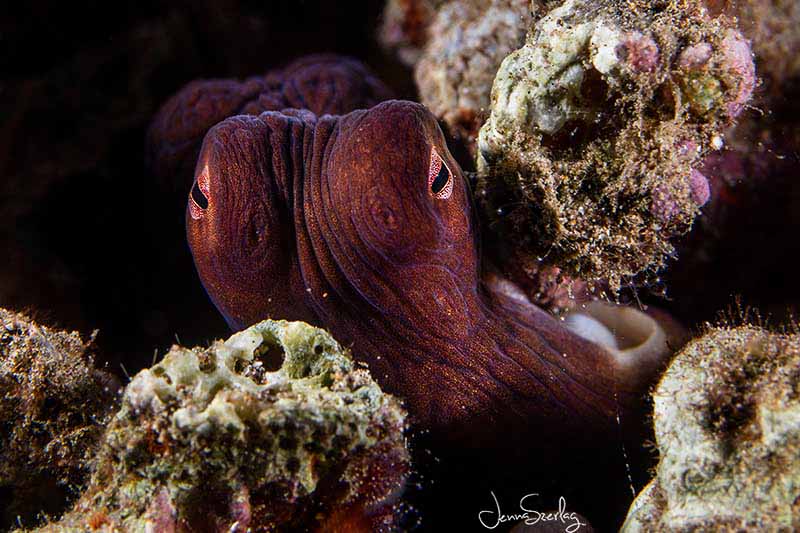 Day Octopus. Maui, Hawaii Day Octopus. Maui, Hawaii