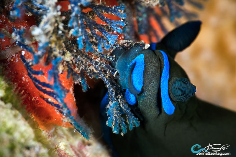 Tambja morosa feeding on blue bryozoan Canon 5DSr 100mm Lens ISO100 1/160 f/20 Maui, HI Tambja morosa feeding on blue bryozoan Canon 5DSr 100mm Lens ISO100 1/160 f/20 Maui, HI