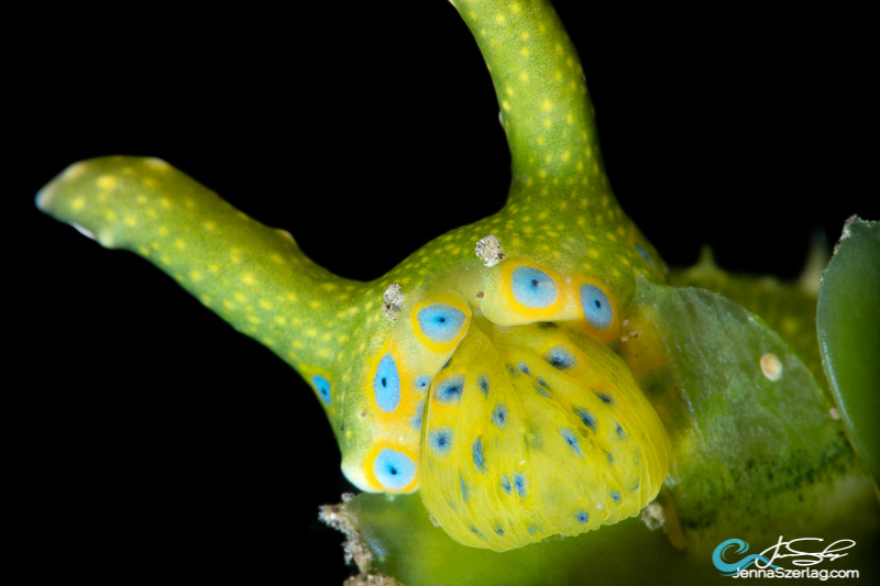 Oxynoe jordani feeds on Caulerpa taxilfolia Canon 5DSr 100mm Lens ISO100 1/250 f/25 Oxynoe jordani feeds on Caulerpa taxilfolia Canon 5DSr 100mm Lens ISO100 1/250 f/25