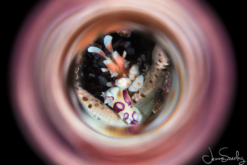Harlequin Shrimp. Maui, HI. Canon 5DSr EF100mm f/2.8L Macro IS USM w/ Saga Magic Tube. Photo by Jenna Szerlag Harlequin Shrimp. Maui, HI. Canon 5DSr EF100mm f/2.8L Macro IS USM w/ Saga Magic Tube. Photo by Jenna Szerlag