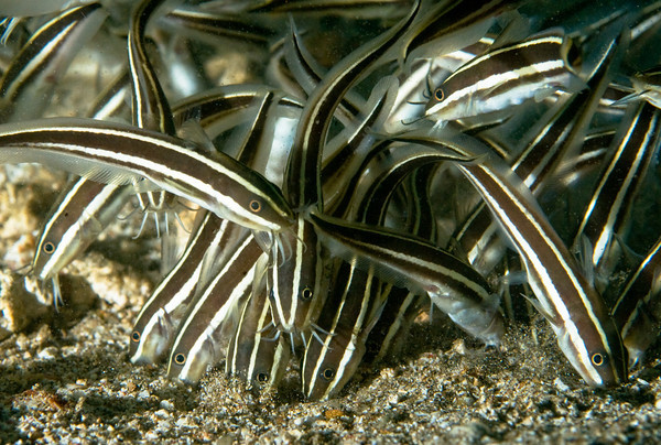 juvenile_catfish