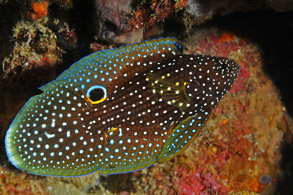 juvenile comet fish seen while diving anilao