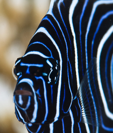 juvenile emporer angelfish, seraya, bali