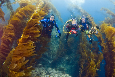 kelp forest on san clemente island