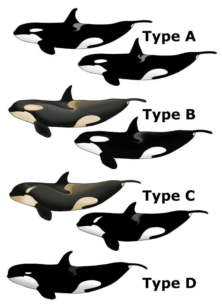 Image source: Wikipedia