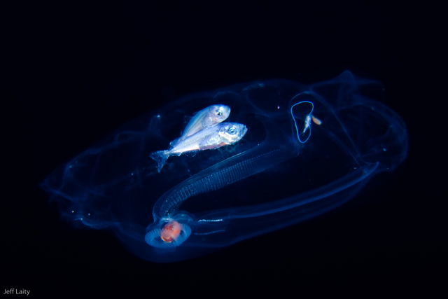 night diving Kona