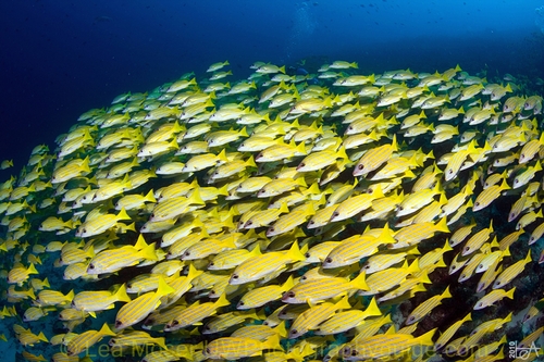 Maldives Liveaboard Photo Essay lea_moser_maldives1_wm