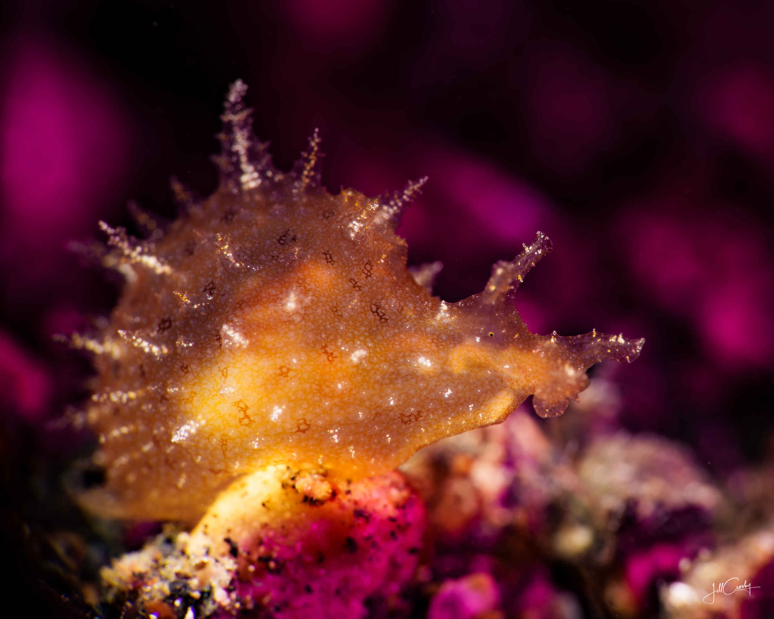 Lembeh 2023 Trip Recap Lembeh 2023 Trip Recap