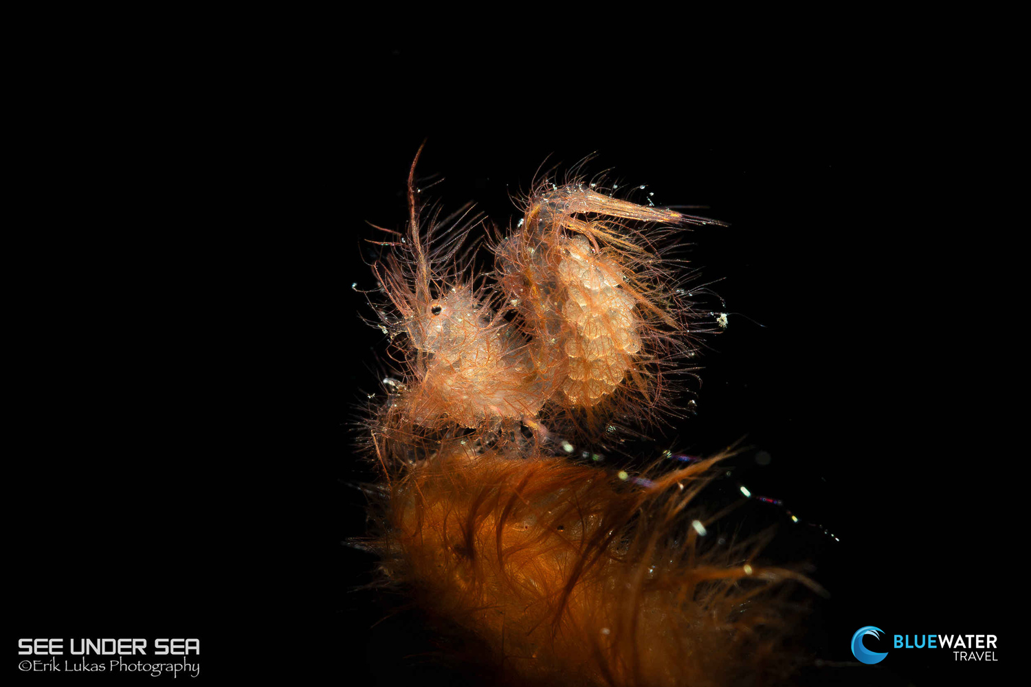 Lembeh 2023 Trip Recap Lembeh 2023 Trip Recap