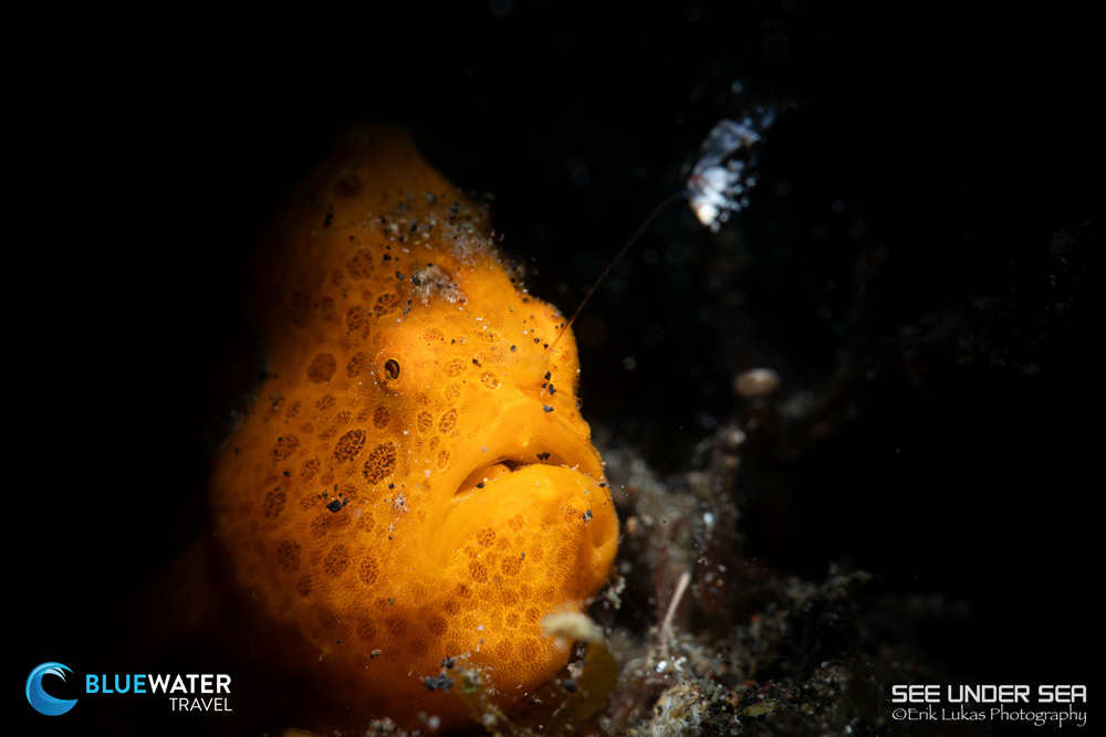 Lembeh 2023 Trip Recap Lembeh 2023 Trip Recap