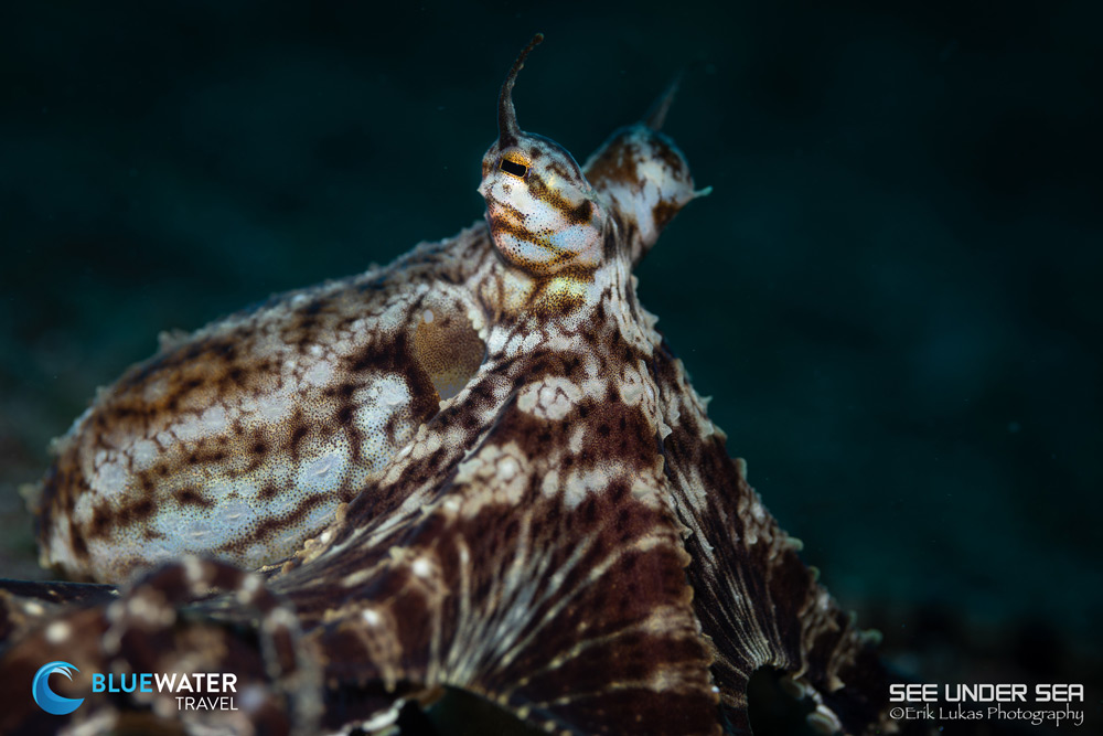 Lembeh 2023 Trip Recap Lembeh 2023 Trip Recap
