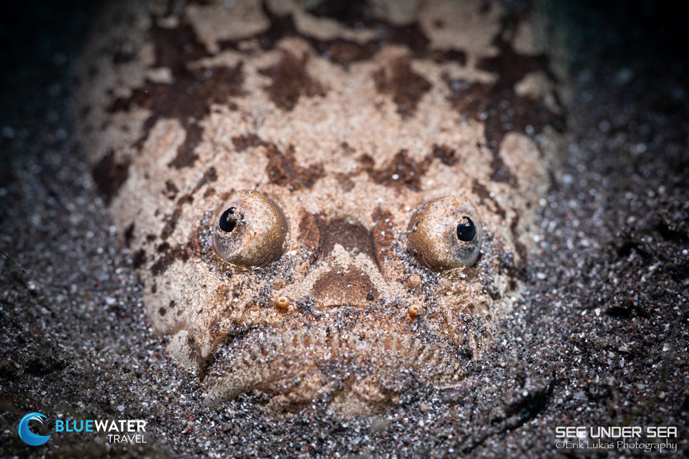 Lembeh 2023 Trip Recap Lembeh 2023 Trip Recap