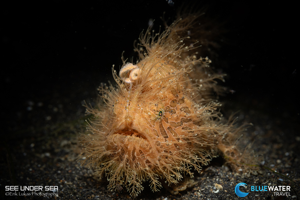 Lembeh 2023 Trip Recap Lembeh 2023 Trip Recap