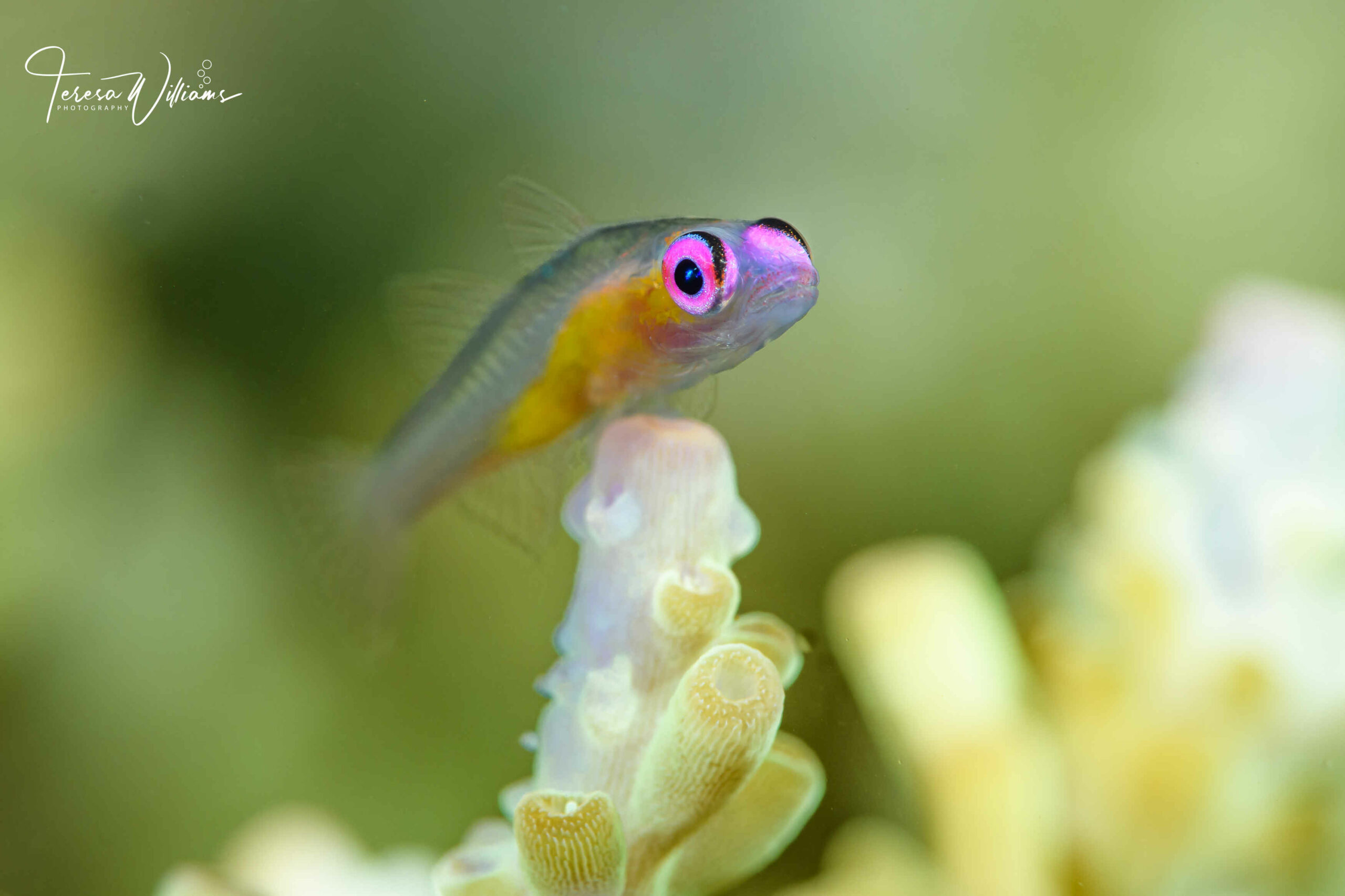 Lembeh 2023 Trip Recap Lembeh 2023 Trip Recap
