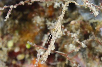 lembeh pipedragon