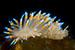 Lighting Underwater