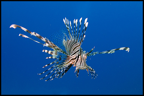 lionfish_red_sea
