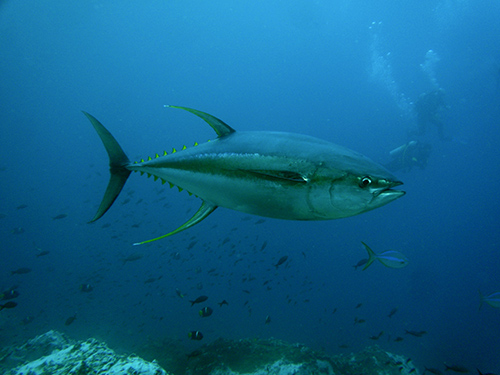 bluefin tuna