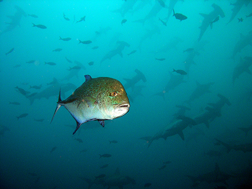 yellowfin tuna