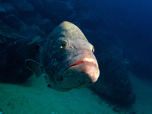 fish