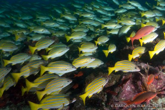 shark malpelo