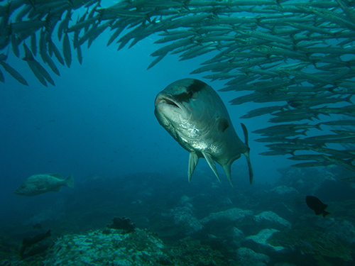 malpelo