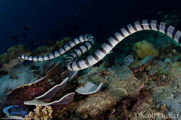 raja ampat sea snake indo-siren dive report