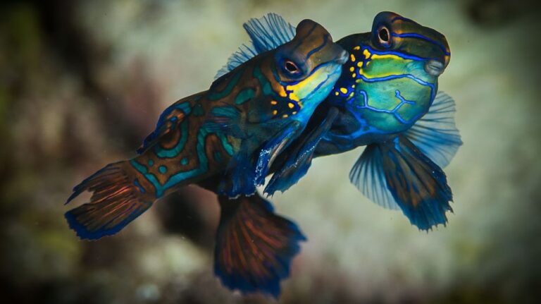 Master Class Tutorial - Great Mandarin Fish Photos mandarin3