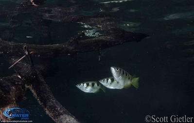raja ampat archerfish