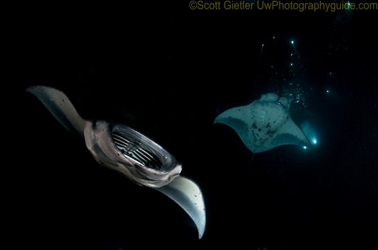 Manta Ray Night Dive manta-ray-8