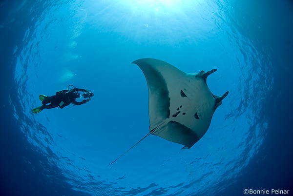 manta-ray-snells-window